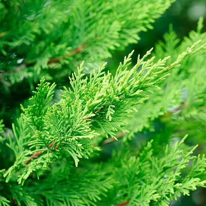 Leyland-Zypresse20 Stk., Aktuelle Wuchshöhe: 175 cm - 200 cm, Cupressocyparis leylandii - Nahaufnahme von grünen Zypressenzweigen, die die feine Textur und die leuchtende Farbe der immergrünen Blätter zeigen.