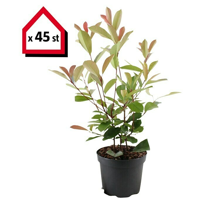 Glanzmispel (45 Stk., 80 cm - 100 cm, Photinia fraseri 'Red Robin') | BAUHAUS