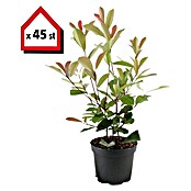 Glanzmispel (45 Stk., 80 cm - 100 cm, Photinia fraseri 'Red Robin') | BAUHAUS