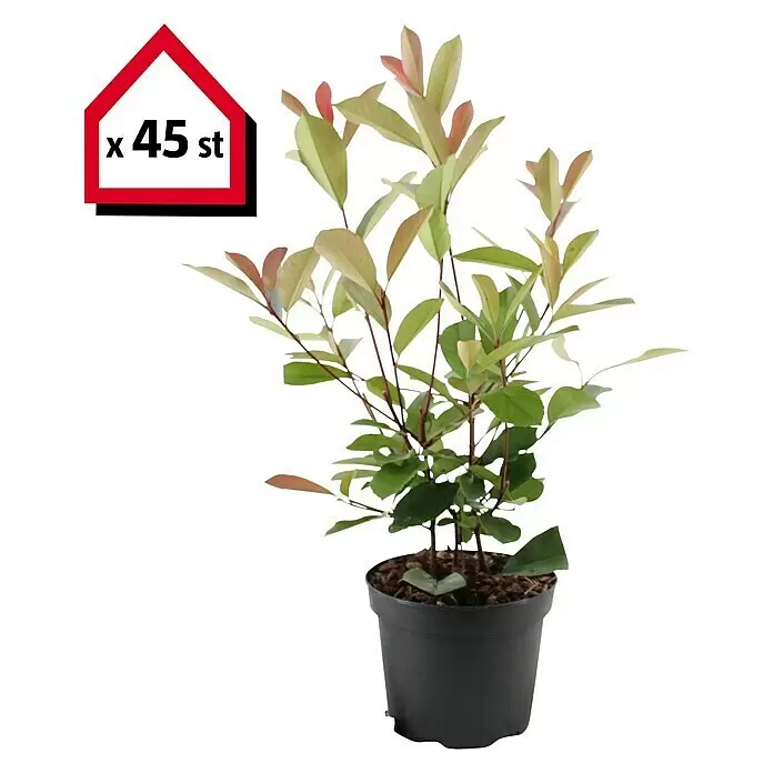 Glanzmispel45 Stk., 80 cm - 100 cm, Photinia fraseri 'Red Robin'