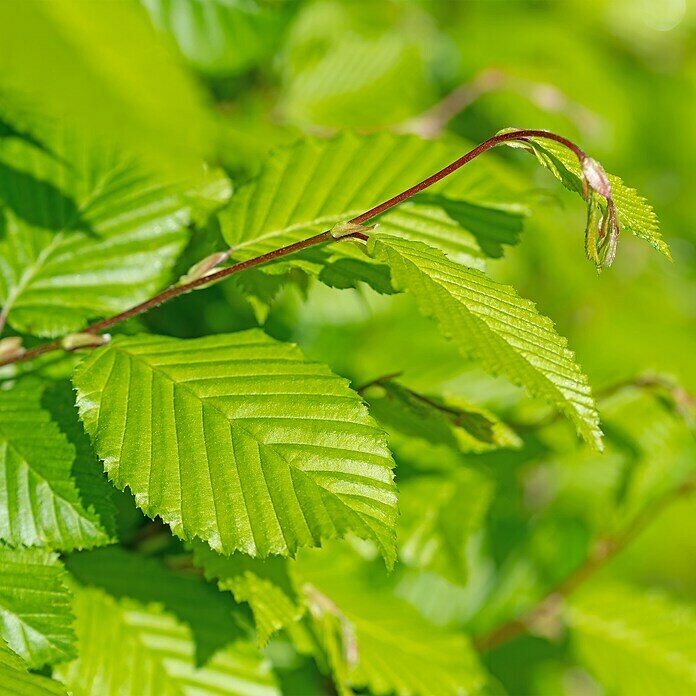 Hainbuche (30 Stk., 175 cm - 200 cm, Carpinus betulus) | BAUHAUS