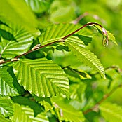 Hainbuche (30 Stk., 175 cm - 200 cm, Carpinus betulus) | BAUHAUS