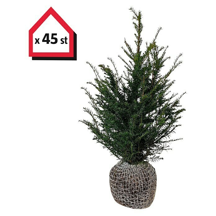 Heimische Eibe (45 Stk., 80 cm - 100 cm, Taxus baccata) | BAUHAUS