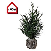 Heimische Eibe (45 Stk., 80 cm - 100 cm, Taxus baccata) | BAUHAUS