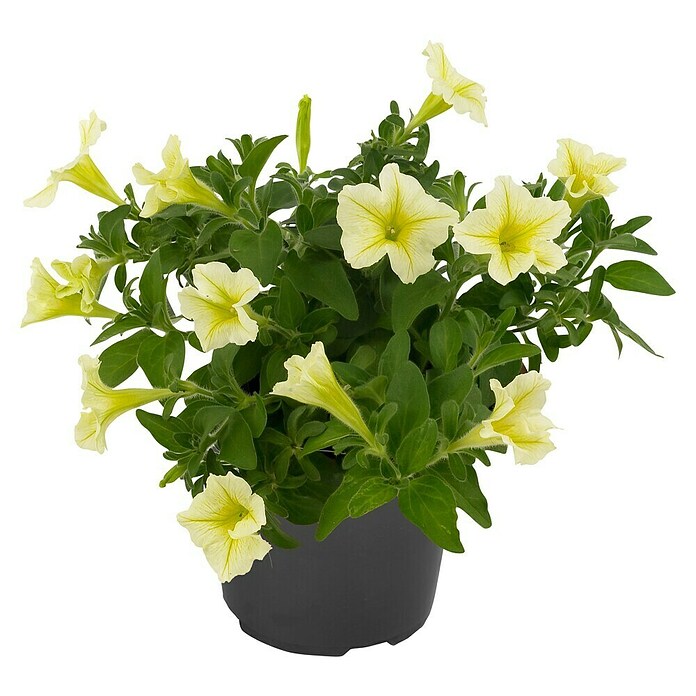 Petunia 11 Surfinia