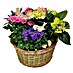 Pflanzenarrangement Ostern I 