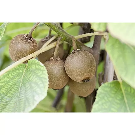 Piardino  Kiwi 'Solo'