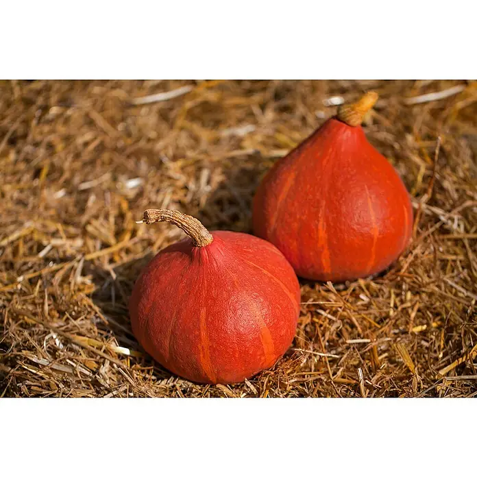 Piardino Riesen-Kürbis - 10,5 cm, Erntezeit: August - Zwei orangefarbene Hokkaido-Kürbisse liegen auf Stroh.