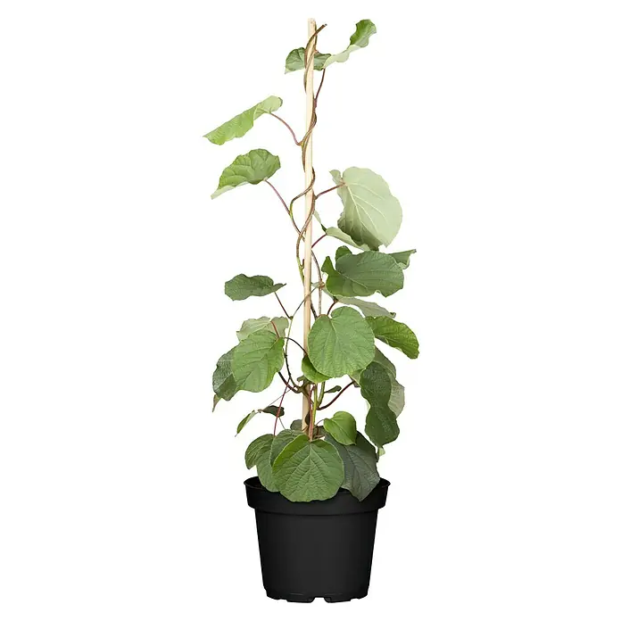 Piardino Kiwi 'Solo' - Actinidia 'Solo', Topfgröße: 20 cm, Erntezeit: Oktober - Zimmerpflanze mit großen grünen Blättern, die an einem Bambusstab emporwächst, in einem schwarzen Topf.