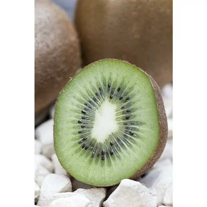 Piardino Kiwi 'Solo' - Actinidia 'Solo', Topfgröße: 20 cm, Erntezeit: Oktober - Nahaufnahme einer halben Kiwi, die die grüne Frucht und die schwarzen Samen auf weißen Steinen zeigt.