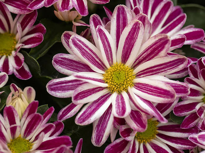 Chrysantheme