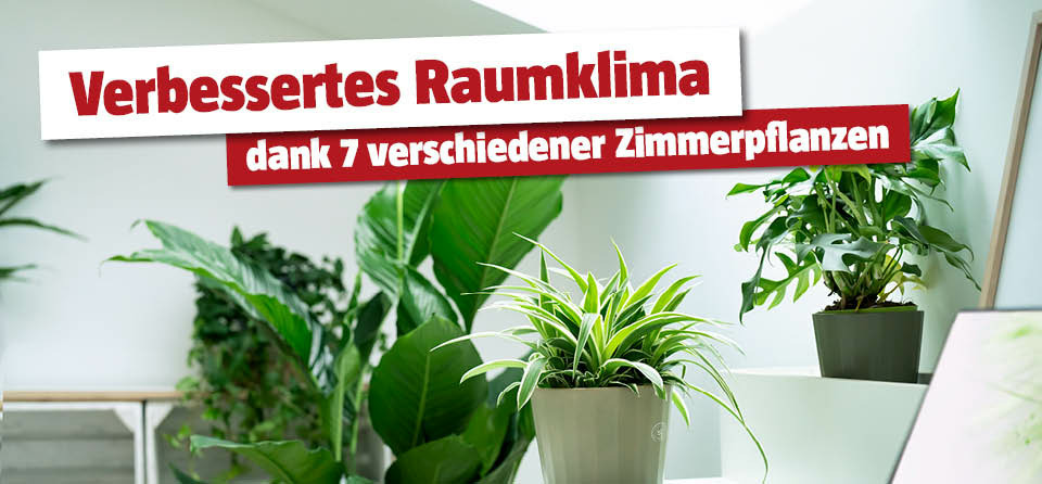 efeutute gefleckt Gefleckte Efeutute - Scindapsus pictus 'Trebie'