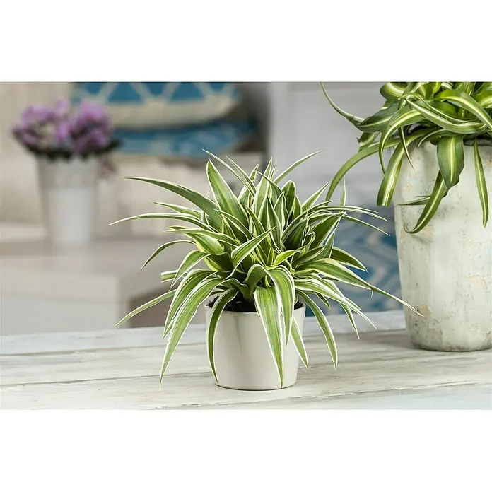 Piardino GrünlilieChlorophytum comosum Ocean, Topfgröße: 12 cm, Blattfarbe: Grün/Weiß - Nahaufnahme einer Zimmerpflanze Chlorophytum comosum 'Variegatum' in einem weißen Topf auf einem Holztisch.