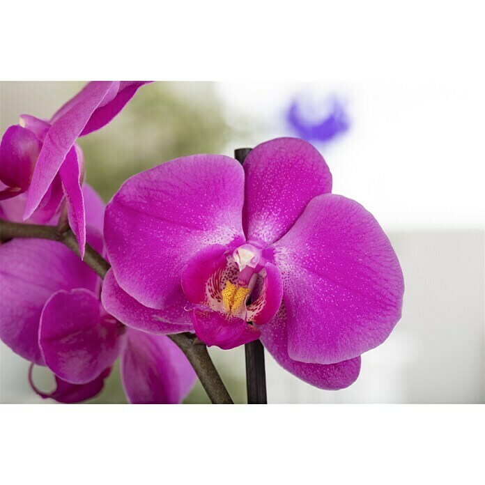 Piardino Schmetterlingsorchidee (Phalaenopsis Hybriden, Topfgröße: 9 cm, Rosaviolett, Aufrecht) | BAUHAUS