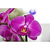 Piardino Schmetterlingsorchidee (Phalaenopsis Hybriden, Topfgröße: 9 cm, Rosaviolett, Aufrecht) | BAUHAUS