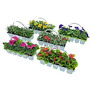 Piardino Balkonpflanzen-Set (verschiedene Beetpflanzen, 10 Stk.)