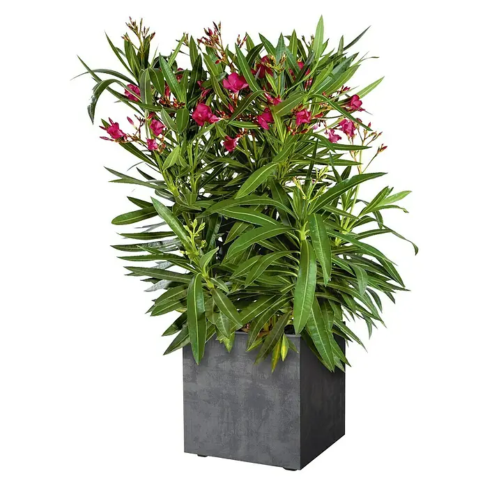 Deroma Millennium Pflanzkübel eckig - L x B x H: 39 x 39 x 39 cm, Kunststoff, Anthrazit - Der Nerium Oleander Busch im grauen quadratischen Topf bringt mediterranes Flair in jeden Außenbereich. Ideal für Balkone und Terrassen.
