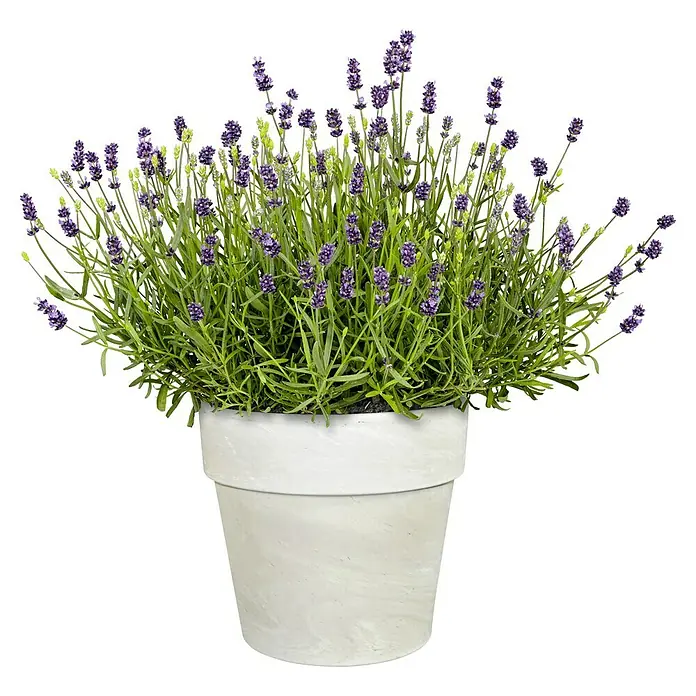 Pflanztopf Calima - Auenma ( x H): 28 x 24,5 cm, Naturmaterialien,  Granit online kaufen bei BAUHAUS