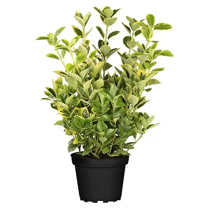 Piardino Spindelstrauch - Euonymus fortunei 'Emerald Gold', Topfgröße: 15 cm, Gelb/Grün - Vorderansicht