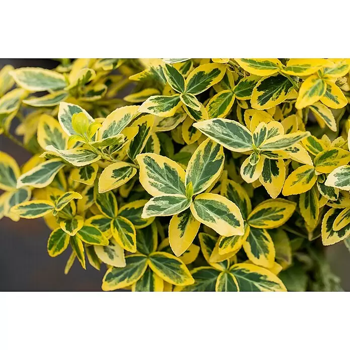 Piardino Spindelstrauch - Euonymus fortunei 'Emerald Gold', Topfgröße: 15 cm, Gelb/Grün - Detailaufnahme