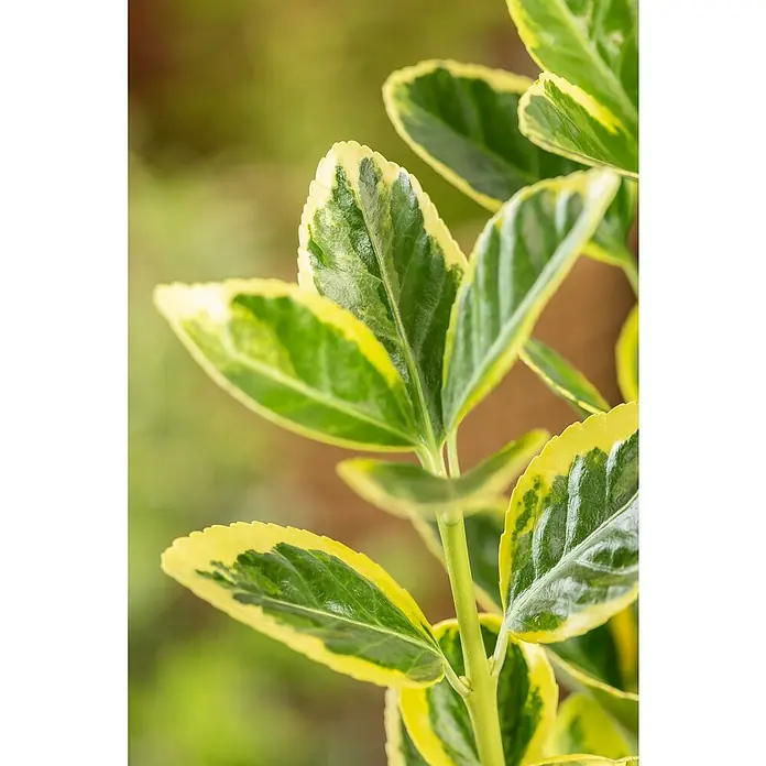 Piardino Spindelstrauch - Euonymus fortunei 'Emerald Gold', Topfgröße: 15 cm, Gelb/Grün - Nahaufnahme einer Euonymus fortunei 'Emerald 'n' Gold' Pflanze, die ihre grünen Blätter mit goldenen Rändern präsentiert.
