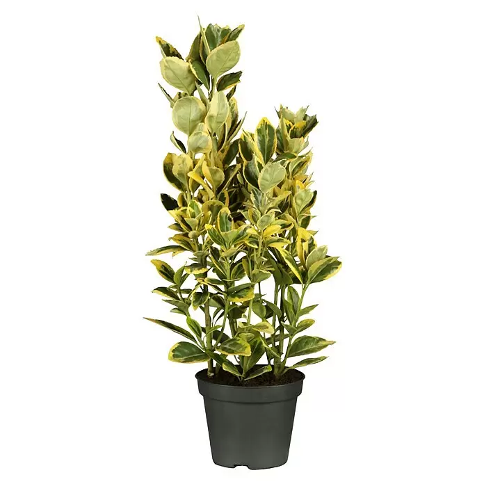 Piardino Spindelstrauch - Euonymus fortunei 'Emerald Gold', Topfgröße: 15 cm, Gelb/Grün - Vorderansicht