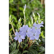 Vinca minor 19  i.S.gem. knospig