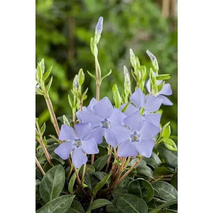 Piardino Kleinblättriges Immergrün - Vinca minor, in Farben gemischt, Topfgröße: 19 cm - Nahaufnahme einer blassblauen Immergrün-Pflanze mit grünen Blättern, die im Garten oder Topf eine friedliche Atmosphäre schafft.