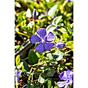 Vinca minor 19  i.S.gem. knospig