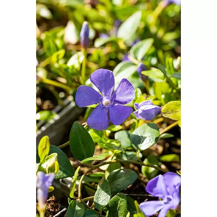 Piardino Kleinblättriges Immergrün - Vinca minor, in Farben gemischt, Topfgröße: 19 cm - Detailaufnahme