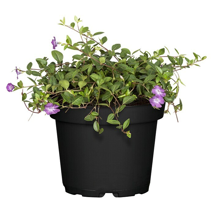 Vinca minor 19  i.S.gem. knospig