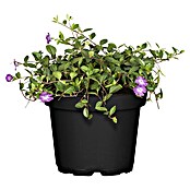 Vinca minor 19  i.S.gem. knospig