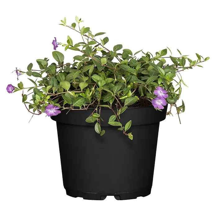Piardino Kleinblättriges Immergrün - Vinca minor, in Farben gemischt, Topfgröße: 19 cm - Topf mit Immergrün mit zarten violetten Blüten und üppigem grünen Laub.