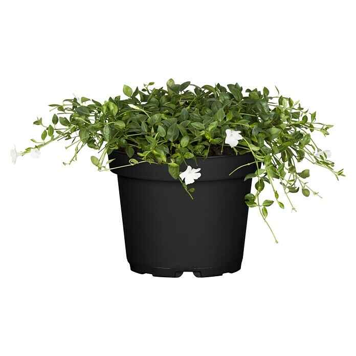 Vinca minor 19  i.S.gem. knospig