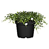 Vinca minor 19  i.S.gem. knospig