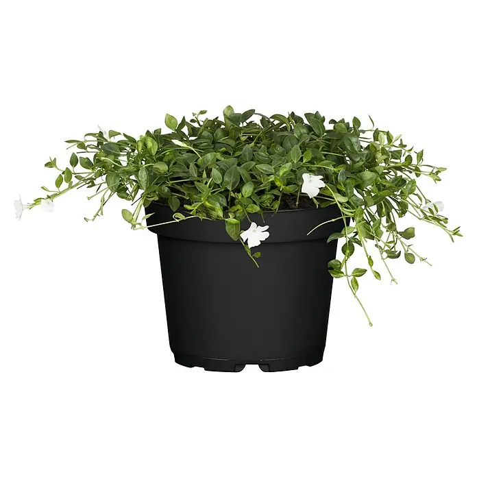 Piardino Kleinblättriges Immergrün - Vinca minor, in Farben gemischt, Topfgröße: 19 cm - Eine elegante Topfpflanze mit zarten, weißen Blüten und üppigem, grünem Laub, ideal für Innenräume oder schattige Außenbereiche.