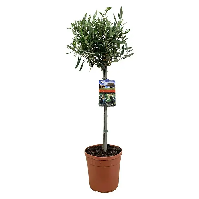 Olivo - Olea europaea, Tamaño de maceta: 21 cm, Altura de crecimiento actual: 100 cm - Olea europaea en maceta. El olivo en maceta es una gran decoración para el hogar y el jardín. La planta es fácil de cuidar y robusta.
