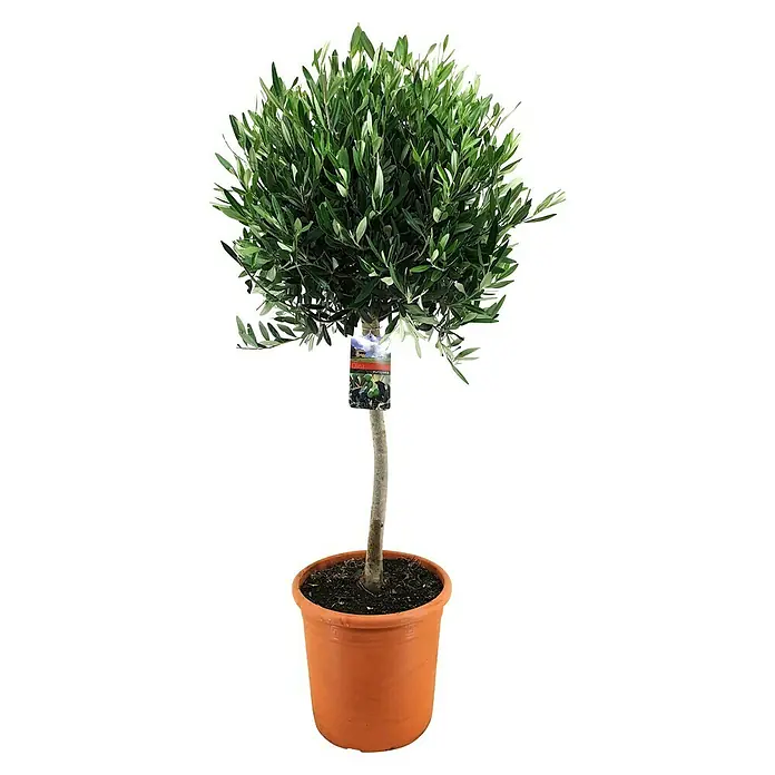 Olivo - Olea europaea, Tamaño de maceta: 32 cm, Altura de crecimiento actual: 120 cm - Primer plano de un olivo en maceta con hojas detalladas, ideal para una decoración elegante de interior y exterior.