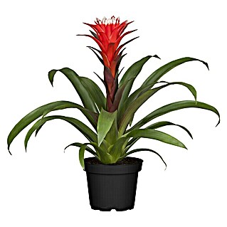 Piardino Bromelie (Guzmania El Cope, Topfgröße: 12 cm, Rot/Weiß)