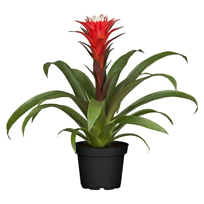 Piardino Bromelie - Guzmania El Cope, Topfgre: 12 cm, Rot/Wei online  kaufen bei BAUHAUS