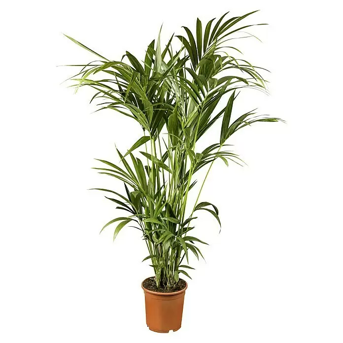 Piardino Kentiapalme - Howea forsteriana, Topfgröße: 21 cm, 3 Pflanzen - Eine üppige grüne Topfpalme in einem terrakottafarbenen Topf.