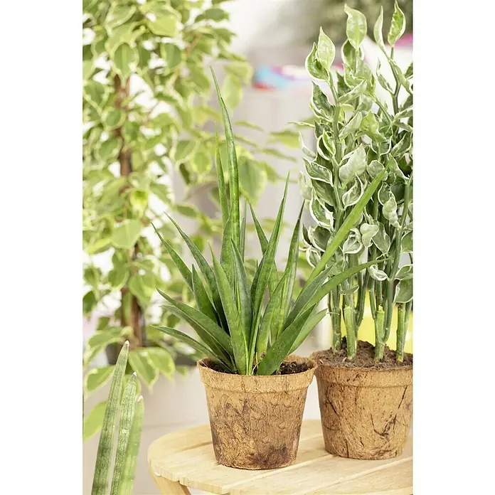 Piardino Sansevieria - Sanseviera kirkii, Tamaño de maceta: 12 cm, Verde oscuro - Primer plano de plantas de interior en macetas sobre una mesa de madera, con Sansevieria y una planta variegada.