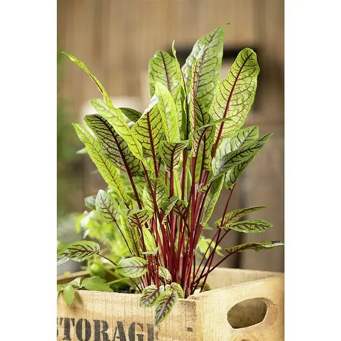 Blu Bio Sauerampfer Rotblättrig - Rumex sanguineus, Topfgröße: 12 cm - Ein Bund blutroter Ampfer in einer Holzkiste, ein auffälliges Kräuterbeet für Küche und Garten. Seine rot geäderten Blätter sind ein Blickfang.