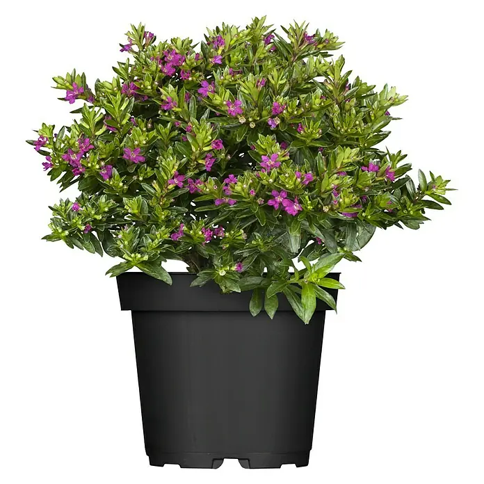 Piardino Köcherblume - Cuphea hyssopifolia, Topfgröße: 10 cm, Rosa, Weiß, Lila - Buschige Hebe-Pflanze mit violetten Blüten in einem schwarzen Topf, ideal für Garten oder Balkon.