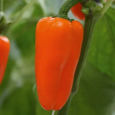 Paprika Bio 'Flynn'