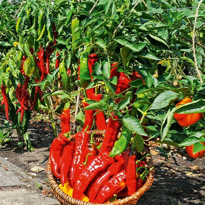 Piardino Paprika Bio 'Manati' (Capsicum annuum, Rot, 11 cm, Erntezeit: Juli) | BAUHAUS