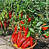 Piardino Paprika Bio 'Manati' (Capsicum annuum, Rot, 11 cm, Erntezeit: Juli) | BAUHAUS