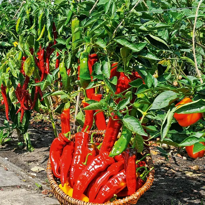 Piardino Paprika Bio 'Manati'Capsicum annuum, Rot, 11 cm, Erntezeit: Juli - Ein Korb voller frisch geernteter roter Paprika vor einem üppigen Paprikafeld.