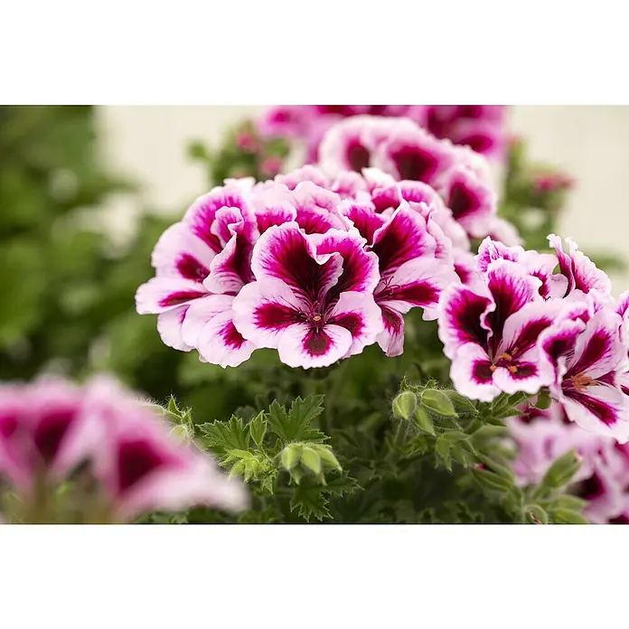 Piardino Englische Geranie - Pelargonium grandiflorum, Topfvolumen: 19 l - Nahaufnahme von hellrosa Geranienblüten mit burgunderroten Markierungen. Die Blütenblätter haben ein zartes, gewelltes Aussehen.