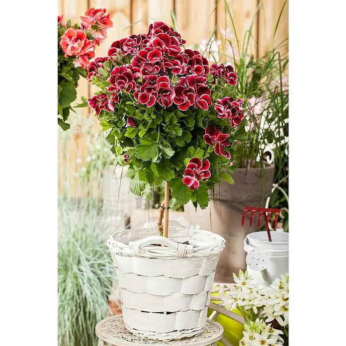 Piardino Englische Geranie - Pelargonium grandiflorum, Topfvolumen: 19 l - Diese Aufnahme zeigt eine Pelargonie mit tiefroten Blüten in einem weißen Korb auf einem Tisch im Freien.
